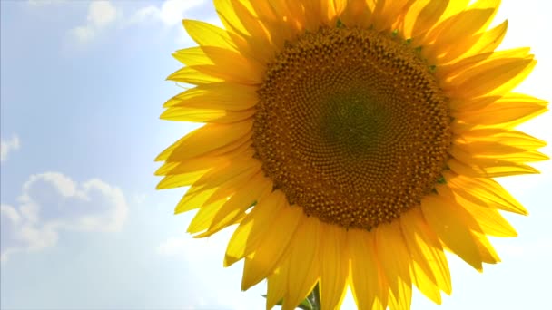 Sunflower in the field, against the blue sky. — Stock Video