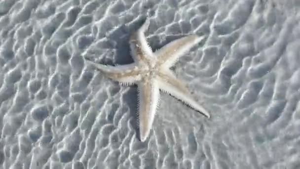 Море, курорт, мечты. Солнце светит, морские волны идут красиво один за другим, под ними морские моллюски и морские звезды. . — стоковое видео
