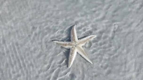 Mar, resort, sueños. El sol está brillando, las olas del mar van maravillosamente una por una, debajo de ellas hay una estrella de mar y moluscos de mar . — Vídeos de Stock