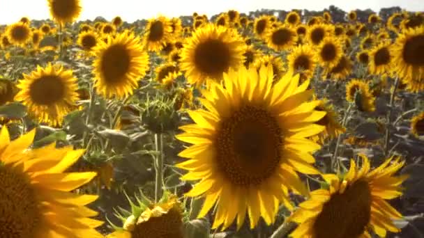 Tournesols dans le champ Balancer dans le vent.