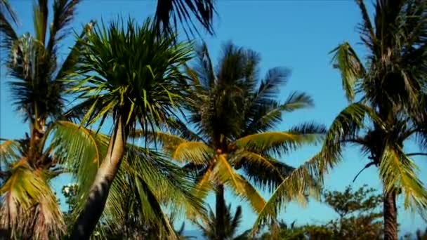 Rzut oka na drzewa palmowego o świcie. — Wideo stockowe