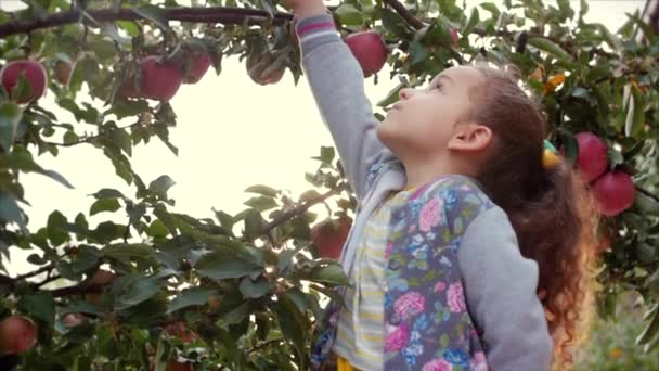 Bella bambina raccoglie una grande mela rossa da un albero, su un bellissimo sfondo cielo al tramonto . — Video Stock