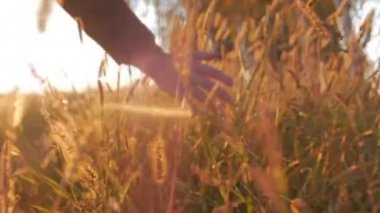Kadın çiftçi el ot, buğday, Mısır tarım alanında karşı güzel bir gün batımı dokunaklı dokunaklı. Steadicam atış. Tarım, sonbahar kavramı. Ağır çekim