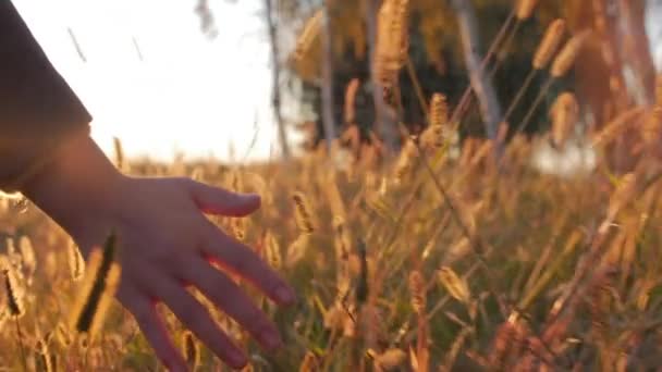 Bäuerin mit der Hand berührt Gras, Weizen, Mais Landwirtschaft auf dem Feld gegen einen schönen Sonnenuntergang. Steadicam-Aufnahme. Landwirtschaft, Herbstkonzept. Zeitlupe — Stockvideo