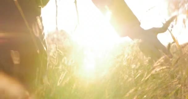 Samice zemědělce ruka se dotýká dotýká trávy, pšenice, kukuřice zemědělství na hřišti proti krásný západ slunce. Steadicam střela. Zemědělství, podzim koncept. 4k — Stock video