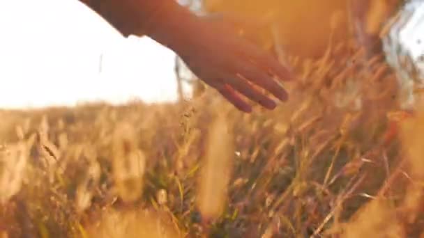 美しい夕日に対してフィールドの草、小麦、トウモロコシ農業に触れる触れる女性農家手。ステディカム ショット。農業、秋のコンセプト。スローモーション — ストック動画