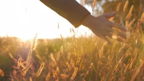 Mulher agricultora mão tocando tocando grama, trigo, milho agricultura no campo contra um belo pôr do sol. Steadicam Shot. Agricultura, Conceito de Outono. Movimento lento — Vídeo de Stock