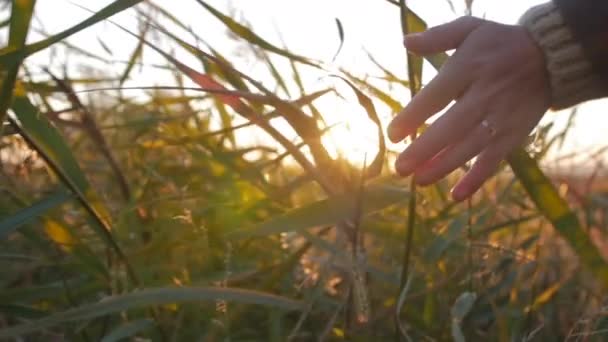 Bäuerin mit der Hand berührt Gras, Weizen, Mais Landwirtschaft auf dem Feld gegen einen schönen Sonnenuntergang. Steadicam-Aufnahme. Landwirtschaft, Herbstkonzept. Zeitlupe — Stockvideo