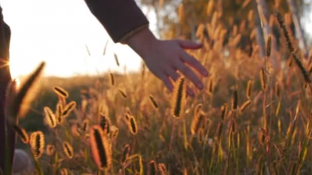 美しい夕日に対してフィールドの草、小麦、トウモロコシ農業に触れる触れる女性農家手。ステディカム ショット。農業、秋のコンセプト。スローモーション — ストック動画