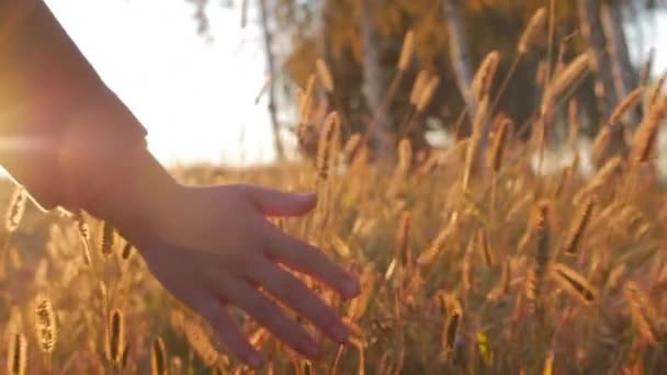 Mulher agricultora mão tocando tocando grama, trigo, milho agricultura no campo contra um belo pôr do sol. Steadicam Shot. Agricultura, Conceito de Outono. Movimento lento — Vídeo de Stock