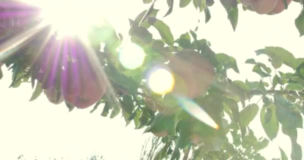 Ώριμα μήλα όμορφο κόκκινο κρέμονται στην Apple Tree, φωτεινό φως του ήλιου και φως και άνεμο παίζουν με τα φύλλα και τα φρούτα. Έννοια της υγιεινής διατροφής. Μηλιές με κόκκινα μήλα. 4k. — Αρχείο Βίντεο