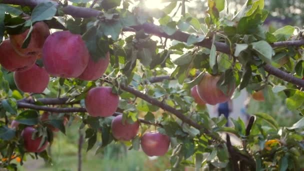 成熟美丽的红苹果挂在苹果树上, 明亮的阳光和光和风玩树叶和水果。健康饮食的概念。苹果树红苹果. — 图库视频影像