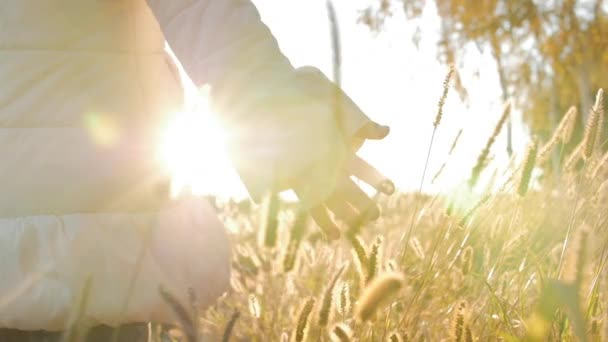 Baby flicka bonde Hand röra röra gräs, vete, majs jordbruket på området mot en vacker solnedgång. Steadicam skott. Jordbruk, hösten koncept. Slow Motion — Stockvideo
