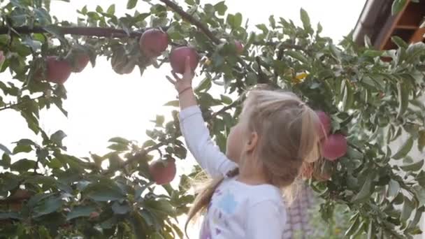 Όμορφο κορίτσι παίρνει ένα μεγάλο κόκκινο μήλο από ένα δέντρο, σε ένα όμορφο ουρανό φόντο το ηλιοβασίλεμα. — Αρχείο Βίντεο