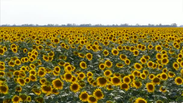 Tournesols caméra panoramique .