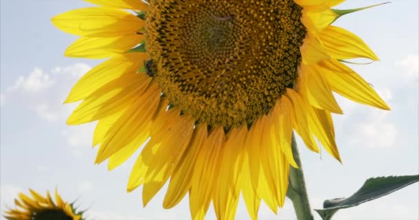 Abeja trabajando en el cielo azul girasol y el clima soleado. 4k . — Vídeo de stock