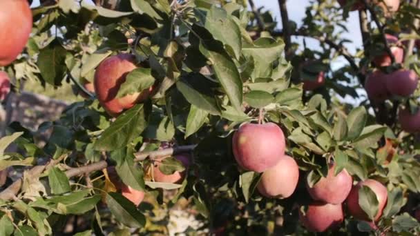 Reife schöne rote Äpfel hängen am Apfelbaum, helles Sonnenlicht und Licht und Wind spielen mit Blättern und Früchten. Konzept der gesunden Ernährung. Apfelbäume mit roten Äpfeln. — Stockvideo