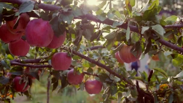 Manzanas rojas hermosas maduras cuelgan del manzano, la luz del sol brillante y la luz y el viento juegan con hojas y frutas. Concepto de alimentación saludable. Manzanos con manzanas rojas . — Vídeos de Stock