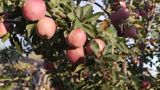 Manzanas rojas hermosas maduras cuelgan del manzano, la luz del sol brillante y la luz y el viento juegan con hojas y frutas. Concepto de alimentación saludable. Manzanos con manzanas rojas . — Vídeo de stock