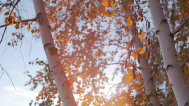 美丽的傍晚太阳落山, 太阳的光线在日落时穿过桦树, 美丽的大自然. — 图库视频影像