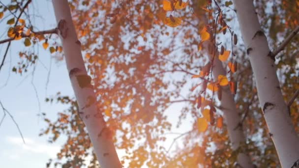 Hermosas puestas de sol por la noche, los rayos del sol pasan a través del abedul al atardecer, hermosa naturaleza . — Vídeos de Stock