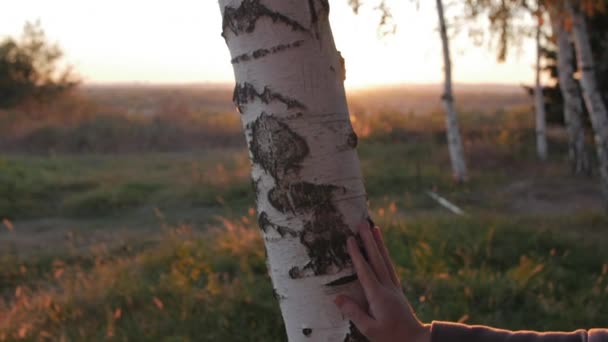 美丽的傍晚太阳落山, 太阳的光线在日落时穿过桦树, 美丽的大自然. — 图库视频影像