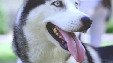 Siberian dış yapraklar ısırıkları ve oyuncak çeker.