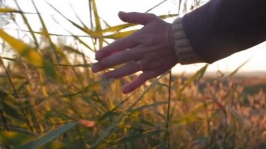 Kadın çiftçi el ot, buğday, Mısır tarım alanında karşı güzel bir gün batımı dokunaklı dokunaklı. Steadicam atış. Tarım, sonbahar kavramı. Ağır çekim