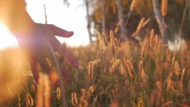Жіночий фермер рука зворушливо, зворушливо трава, пшениця, кукурудза сільського господарства на полі проти красивий захід сонця. Стедікам постріл. Сільське господарство, восени поняття. Повільний рух — стокове відео