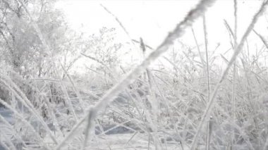 Karla kaplı ağaçlar, Kuru kar, sazlık parlak güneş ışığı ile kar, ağaçlardan düşen kar taneleri düşüyor.