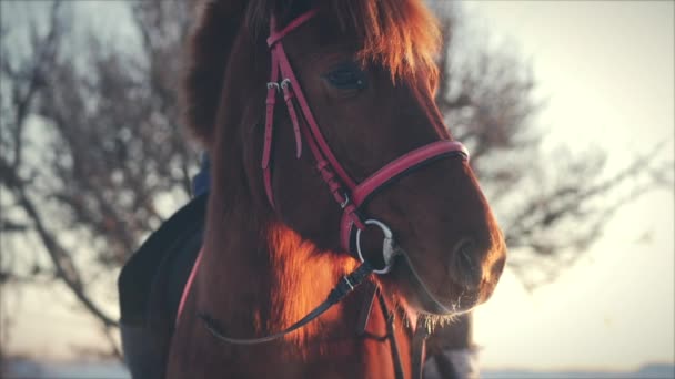 schöne Pferd posiert für die Kamera, ein Pferd mit einem Reiter im Winter bei Sonnenuntergang, Nahaufnahme. Zeitlupe. Fotografieren mit Steadicam, das Konzept der wilden Natur.