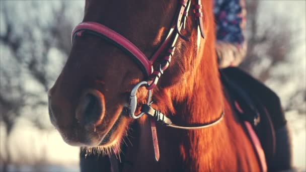 Vacker häst poserar för kameran, en häst med en ryttare på vintern vid solnedgången, närbild. Slow Motion. Skytte på Steadicam, begreppet vilda natur. — Stockvideo