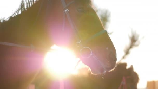 Fondo sfocato, Cavalli con cavalieri e Inverno al tramonto, primo piano. Bellissimo cavallo con cavaliere in inverno, movimento lento. Colpi d'arma da fuoco contro Steadicam . — Video Stock