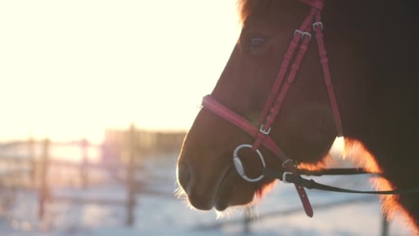 与骑手的马和冬日在日落, 特写。美丽的马与骑手在冬季, 缓慢的运动。在 Stedikam 拍摄, 概念爱野生动物. — 图库视频影像