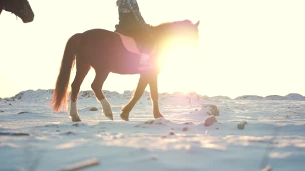 Lovak, lovasok és a tél, a naplemente, zár-megjelöl. Gyönyörű ló, a lovas, a téli, lassú mozgás. Lövés a Stedikam, szerelem fogalmát a vadon élő állatok. — Stock videók