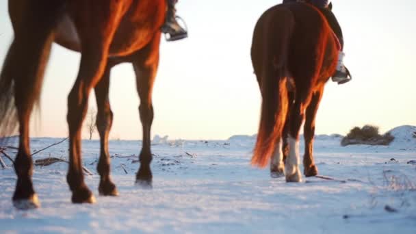 Lovak, lovasok és a tél, a naplemente, zár-megjelöl. Gyönyörű ló, a lovas, a téli, lassú mozgás. Lövés a Stedikam, szerelem fogalmát a vadon élő állatok. — Stock videók