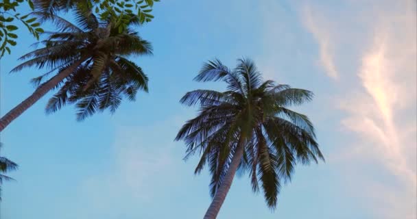 A Look at the Palm Tree at Dawn. — Stock Video