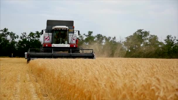 Tarladaki Buğday Tanecikleri Tarla Tarlası Tarlası Tarım Makineleri Birleştirici ve Traktör Tarlada Çalışıyor, Yavaş Hareket. Stock Görüntüsü — Stok video