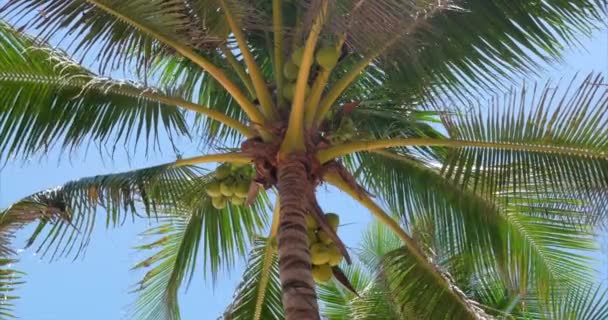 Um olhar para a palmeira ao amanhecer . — Vídeo de Stock