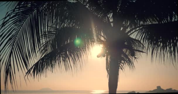 Vacker solnedgång i tropikerna i bakgrunden av havet och kokos bladen. Utsikt över solnedgången genom bladen av kokospalmen på ett tropiskt hav. En titt på Palm Tree i gryningen. — Stockvideo