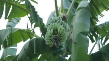 Şafakta Palmiye Ağacına Bir Bakış. Muz bir palmiye ağacında olgunlaşır