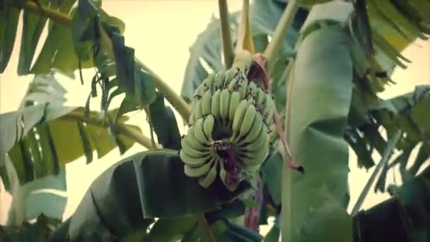 En titt på Palm trädet i gryningen. Bananer mognar på en palmträd — Stockvideo