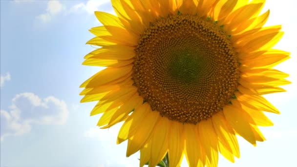 Соняшники в полі погойдуються на вітрі . — стокове відео