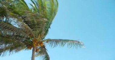 Palmiye ağacı bir göz şafak.