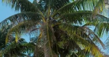 Palmiye ağacı bir göz şafak.