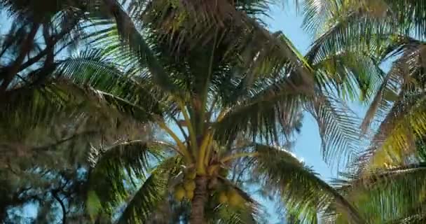 Взгляни на пальму на рассвете. . — стоковое видео