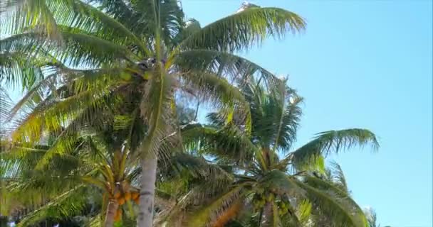 Egy pillantást a pálmafa hajnalban. — Stock videók
