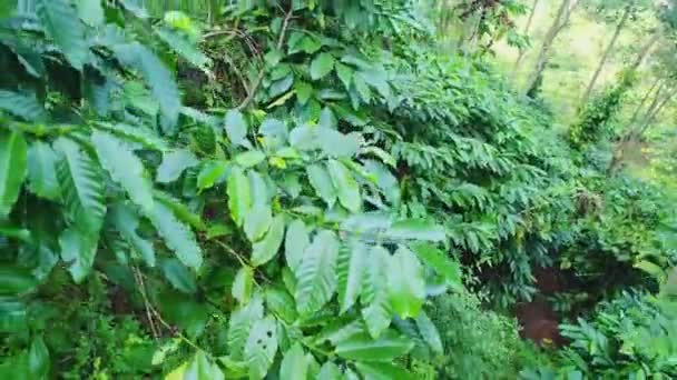 Tournage aérien, une ferme de café, un café Arabica Grade, plantation de café réel. Un agriculteur collecte des grains de café . — Video