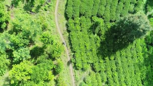 Strzelanie aerial, Kawa Farma, gatunek Arabica kawy, prawdziwa Plantacja kawy. Rolnik udać się do zbiera ziaren kawy. — Wideo stockowe