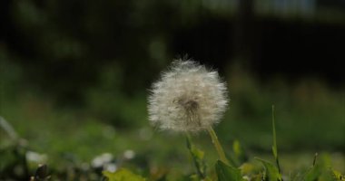 Ortak karahindiba, üfleme ve rüzgar tarafından dağılmış, yavaş hareket.